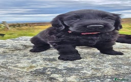Flat coated Retriever dogs for sale: Flat coat retriever  - Image 24