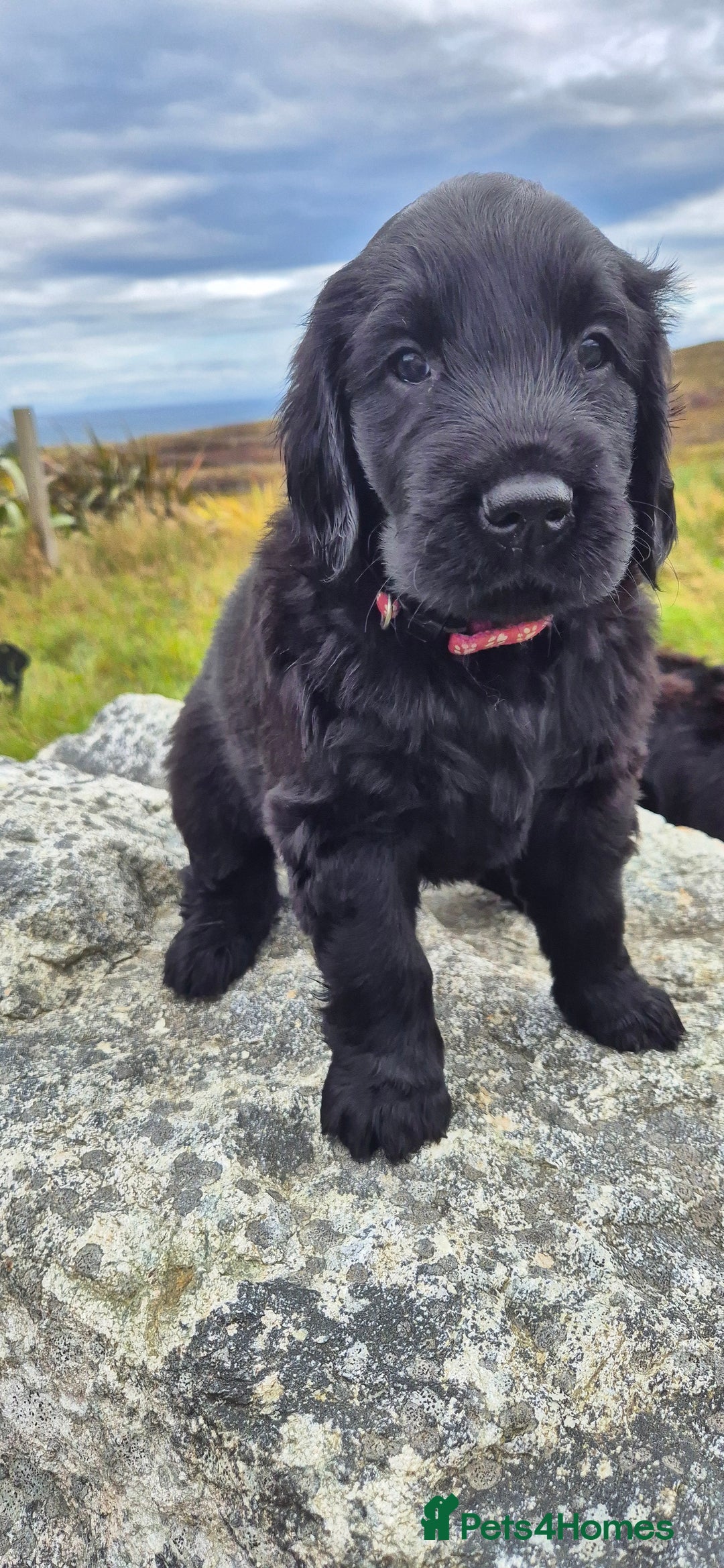 Flat coated Retriever dogs for sale: Flat coat retriever  - Image 24