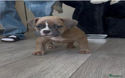 American Bully dogs for sale: Pocket bully puppies, haka blood line  - Image 5