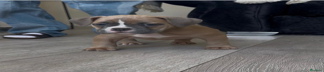American Bully Puppy 4