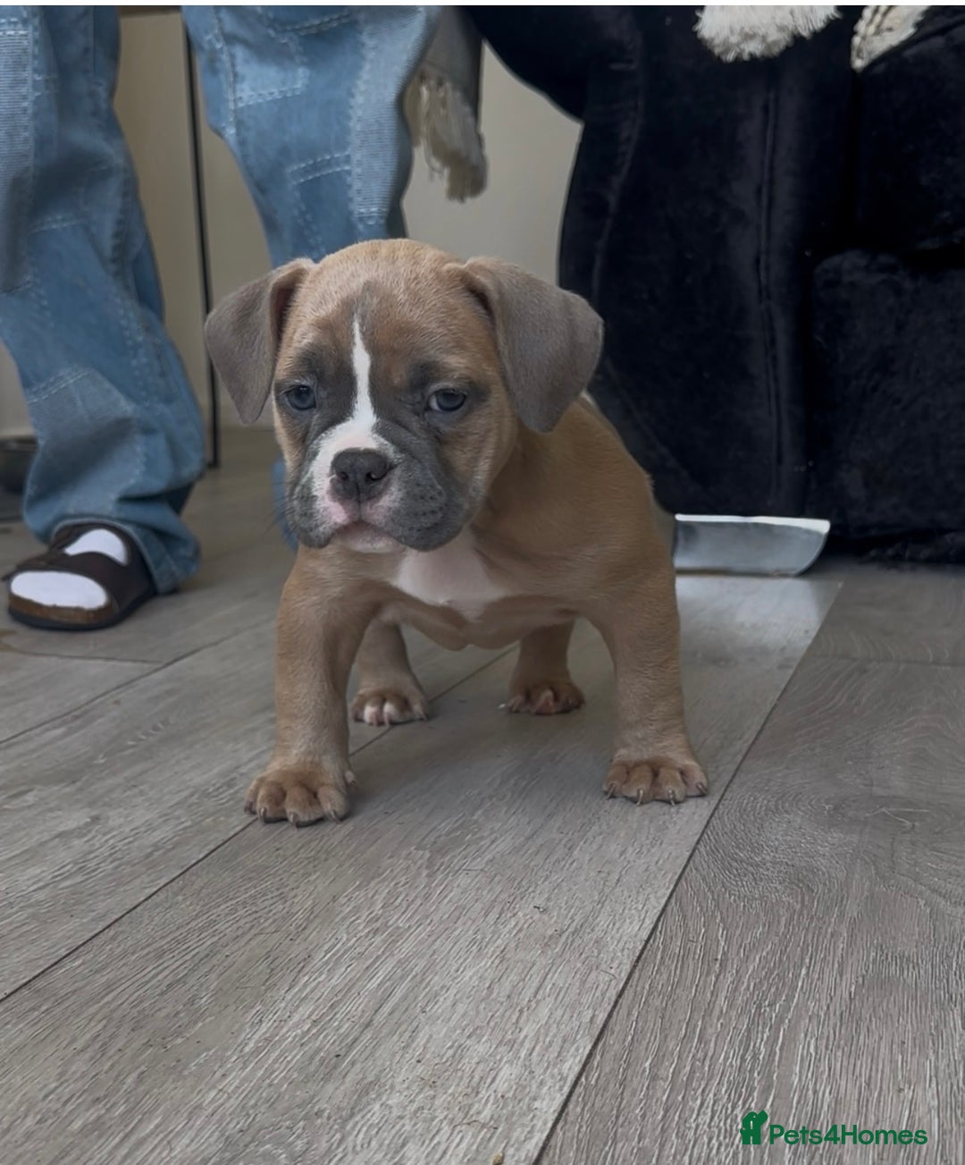 American Bully dogs for sale: Pocket bully puppies, haka blood line  - Image 5