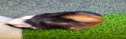Guinea Pig rodents for sale: Pair baby brothers guinea pigs - Advert 5