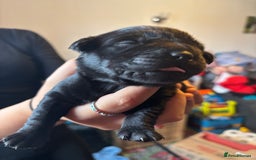 Goldador dogs for sale: Goldador puppies - Image 7