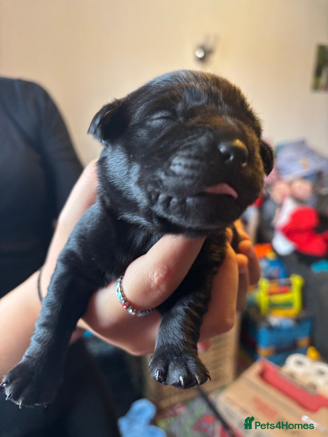 Goldador dogs for sale: Goldador puppies - Image 7