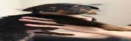 Rottweiler dogs for sale: Only 4 Beautiful Rottweiler Pups Ready in 2 weeks  - Advert 33