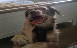 Mixed Breed dogs for adoption: Beautiful Boo - Image 3