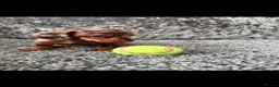 Dachshund dogs for sale: Miniature Dachshund - Advert 20