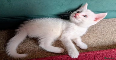 Mixed Breed cats - Advert 2