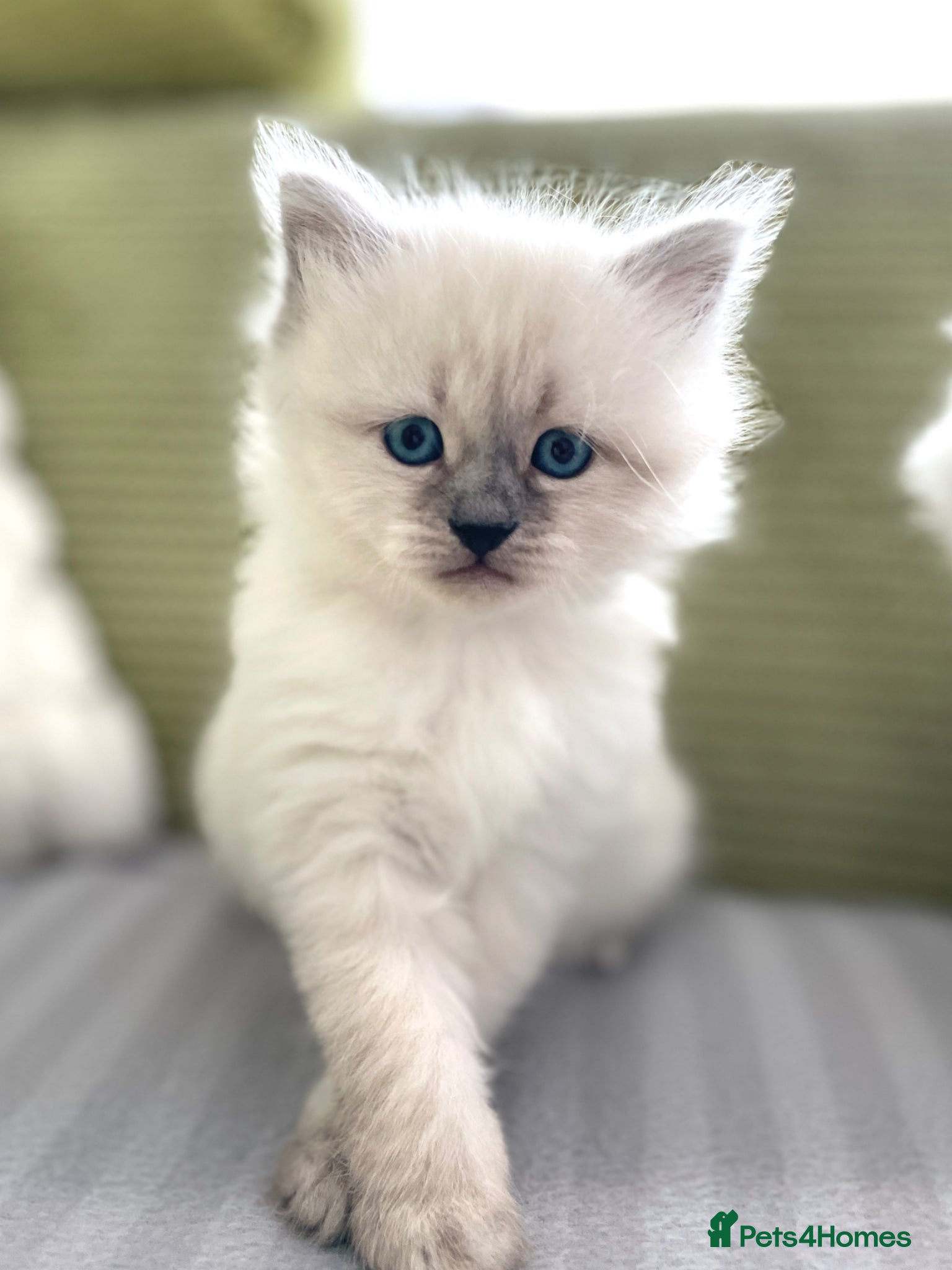 Siberian cats for sale: 2 Pure Neva Masquerade kittens available  - Advert 8