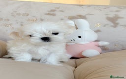 Maltese dogs for sale: 🌟Stunning Tiny Korean Maltese KC Reg🌟 - Advert 9