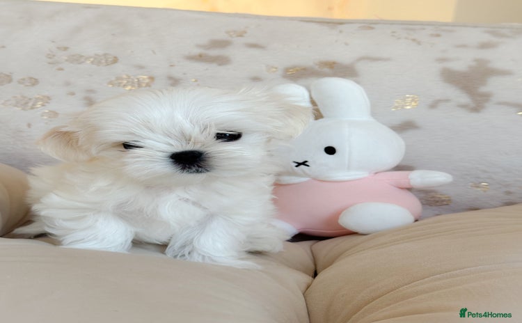 Maltese dogs - Advert 2