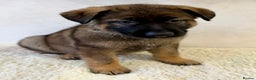 German Shepherd dogs for sale: DDR Working Line GSD Puppies Rare Working Lines - Advert 17