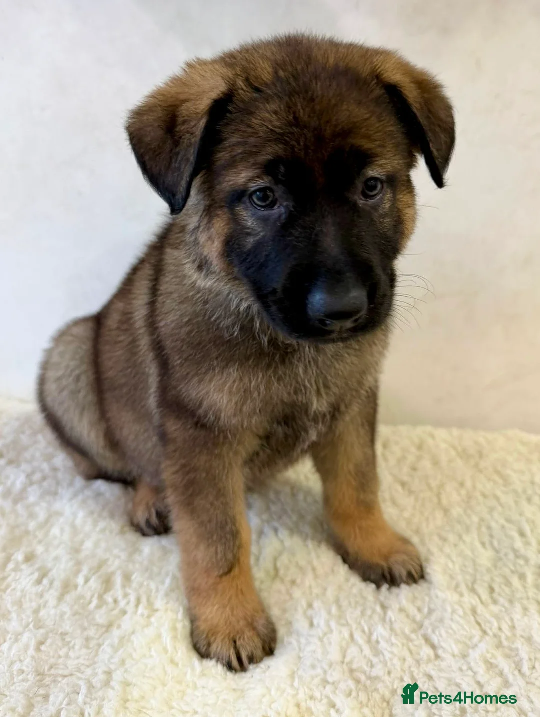 German Shepherd dogs for sale: DDR Working Line GSD Puppies Rare Working Lines - Advert 17