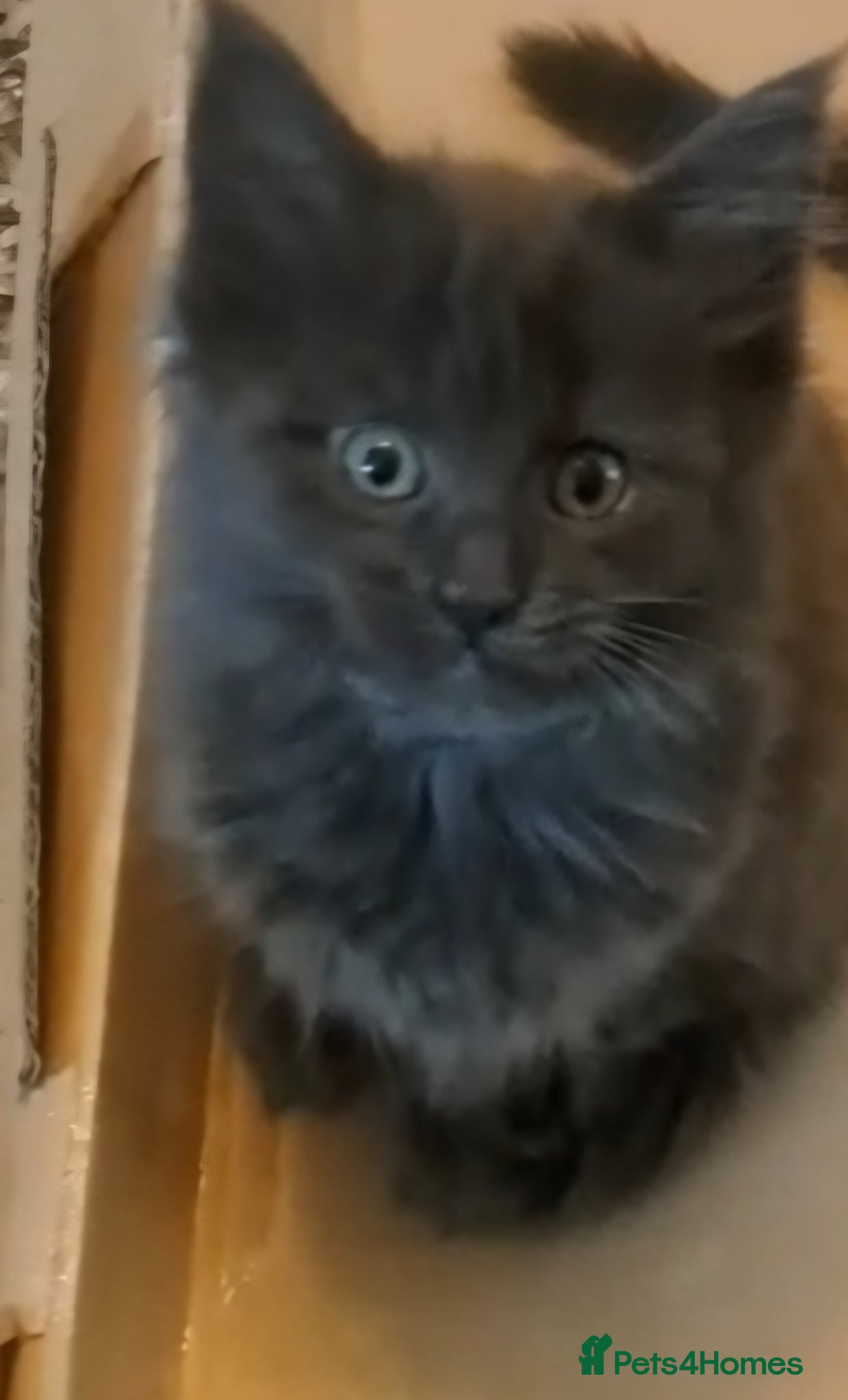 Maine Coon cats NEW PICS GCCF registered Blue  Maine coon litter  - Advert 10