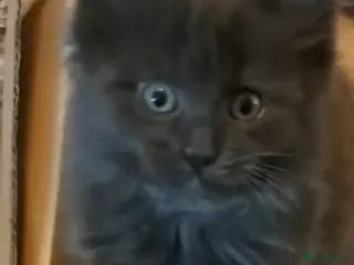 Maine Coon cats NEW PICS GCCF registered Blue Maine coon litter - Advert 10