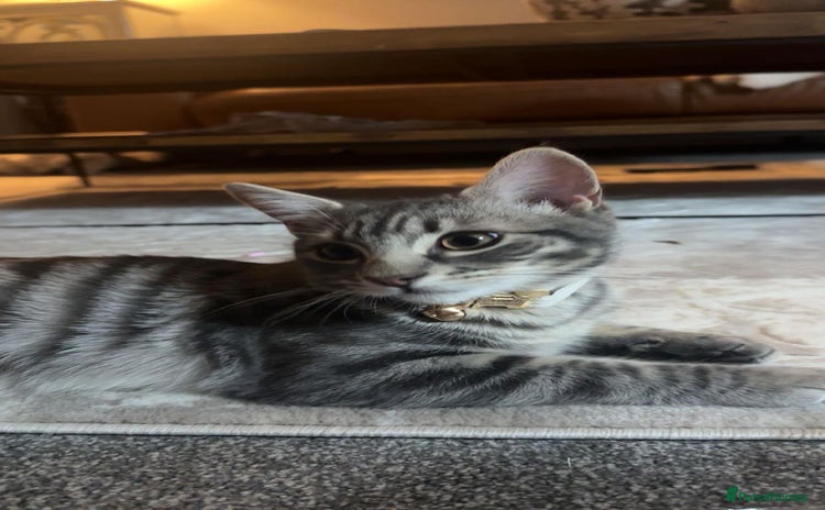 Mixed Breed cats - Advert 1