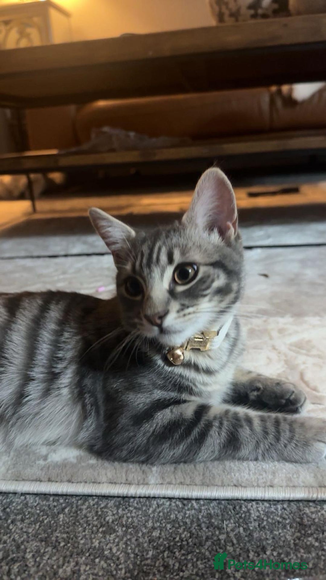 Mixed Breed cats for sale: Male cat free to good home - Advert 1