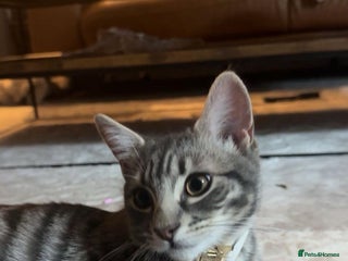 Mixed Breed cats - Advert 24