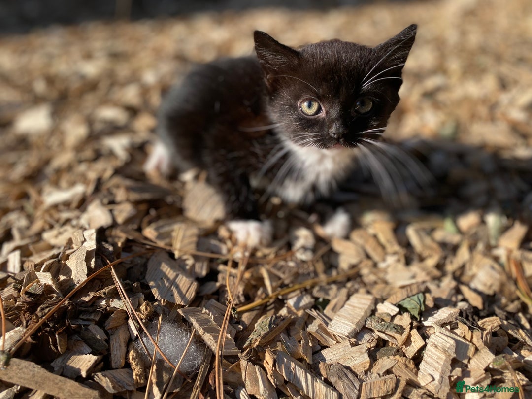 Mixed Breed cats for sale: Beautiful coloured kittens - Image 5