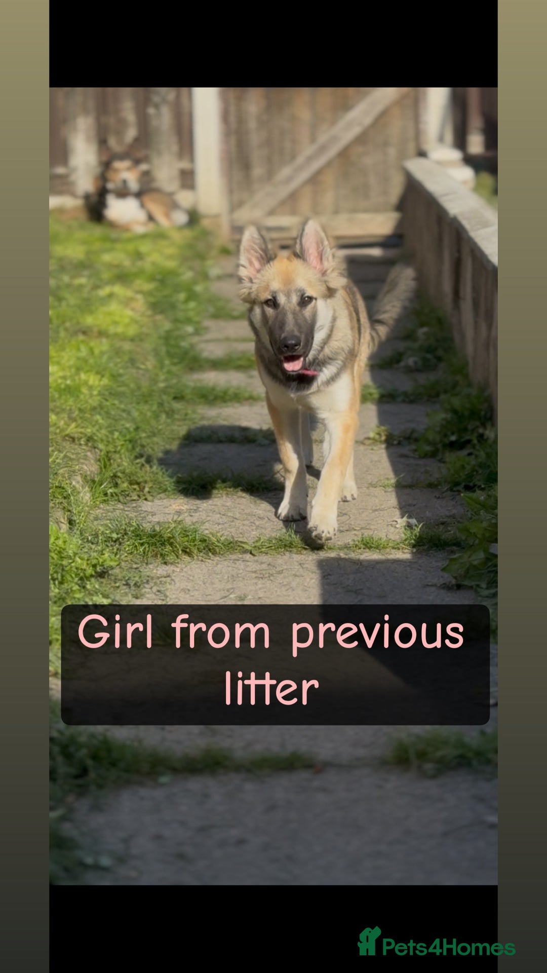 Shepsky dogs for sale: 9 beautiful Shepsky puppies in Doncaster - Advert 18