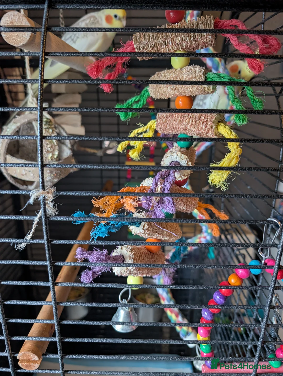 Cockatiels birds for sale: 2 twin brother cockatiels  - Advert 2