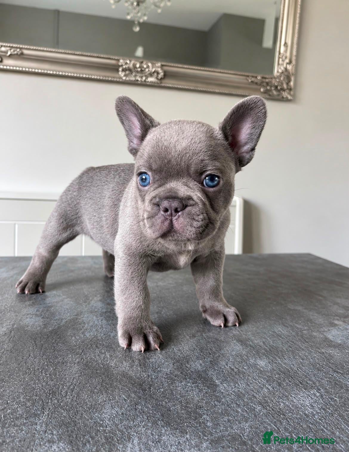 French Bulldog dogs for sale: Gorgeous 10 week old french bulldog - Advert 2