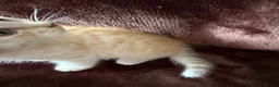 Maine Coon cats for sale: Maine Coon Cross Kittens  - Advert 18