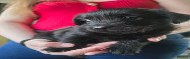 Mixed Breed 2