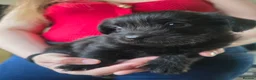 Mixed Breed dogs for sale: Last puppy boy looking for forever home ❤️  - Advert 6