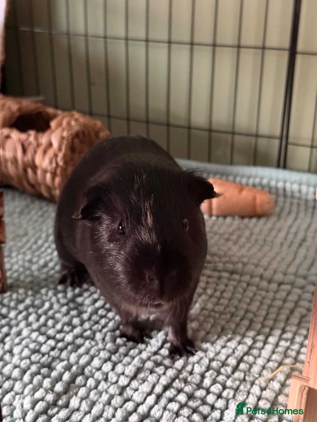 Guinea Pig rodents for sale: X3 Male Guniea Pig in Gateshead - Advert 2
