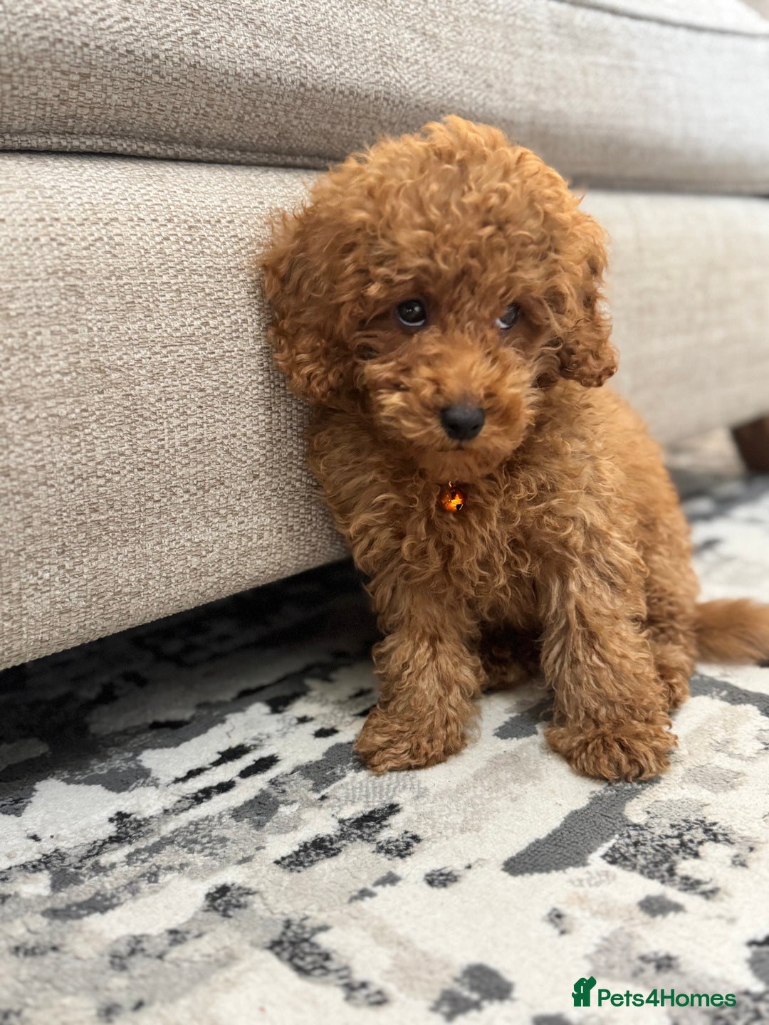 Toy Poodle dogs for sale: Looking for a Caring Home for My Toy Poodle Puppy - Image 6