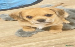 Mixed Breed dogs for sale: 2 adorable little imperial Shih tzus boys ❤️ - Image 6
