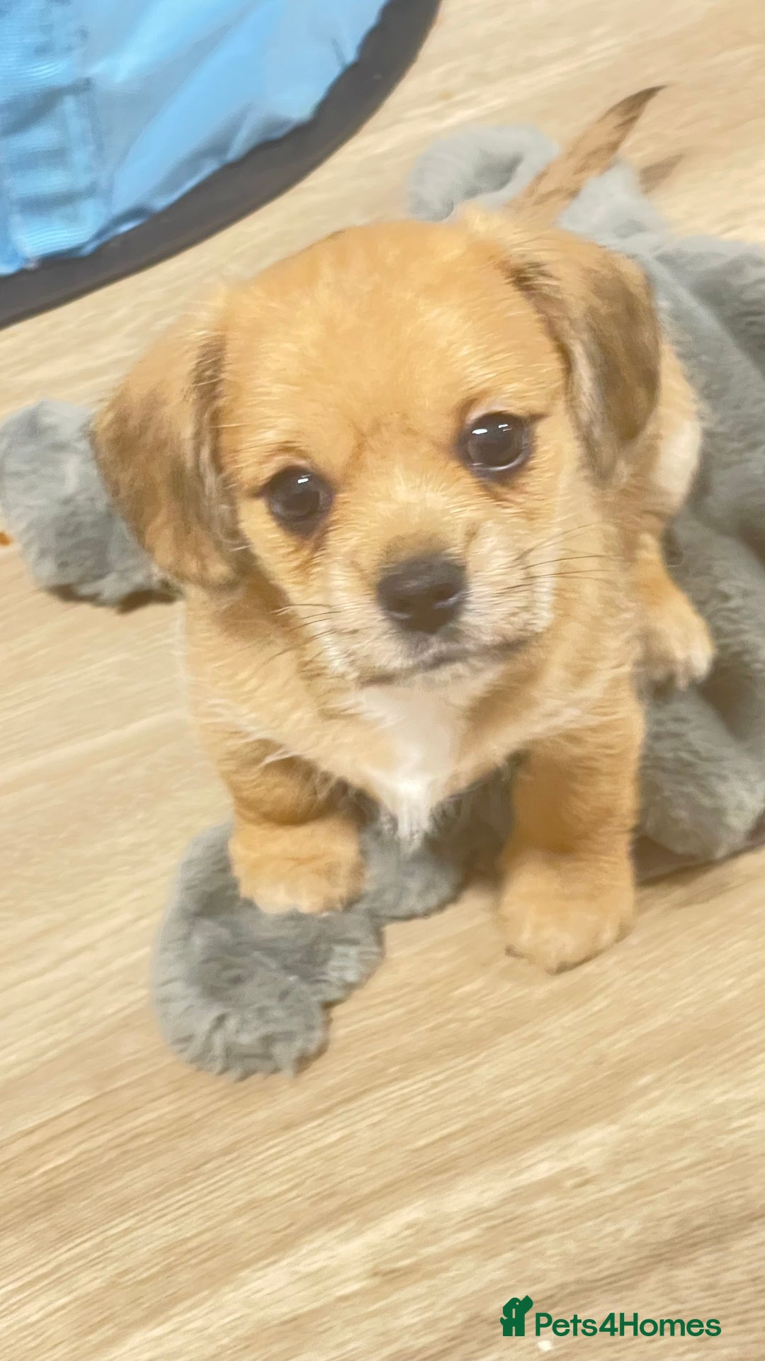 Mixed Breed dogs for sale: 2 adorable little imperial Shih tzus boys ❤️ - Image 6