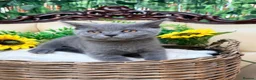 British Shorthair cats for sale: 🩵Fluffy British Shorthair🩵BOY - Advert 24