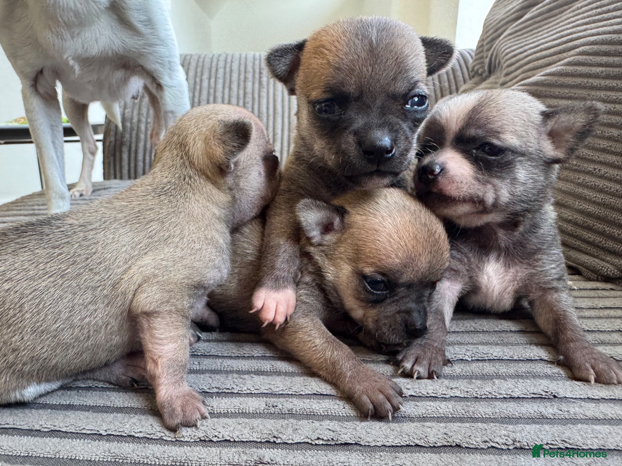 Chihuahua dogs Chihuahua Puppies - Advert 1