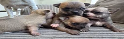Chihuahua dogs for sale: Chihuahua Puppies - Advert 1