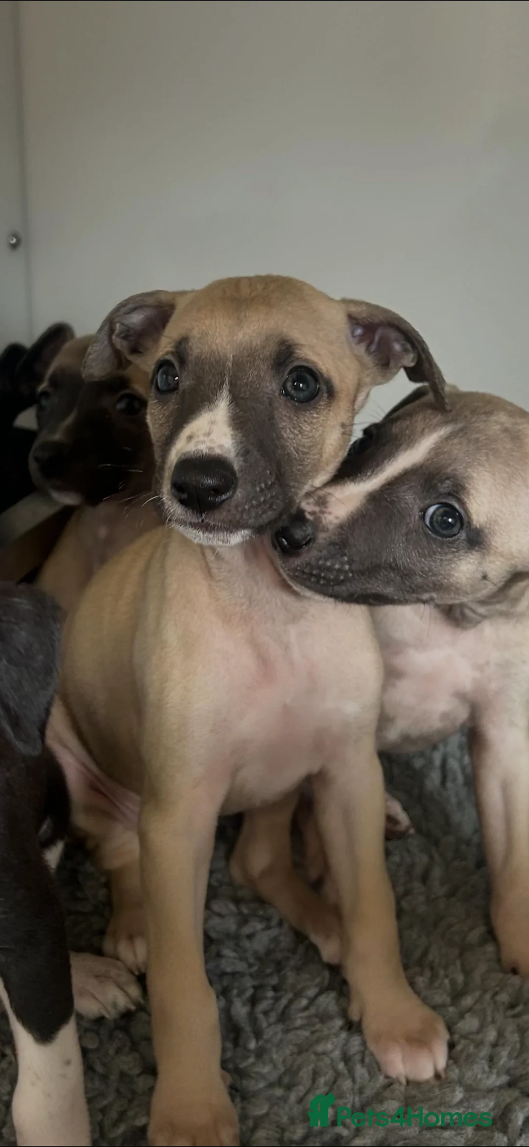 Whippet dogs for sale: KC REGISTERED WHIPPETS  in Liverpool - Advert 15