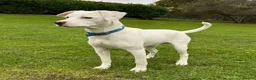 Mixed Breed dogs for adoption: Aspen (deaf puppy needing a special home) in Bude - Advert 2