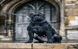 Cane Corso dogs for sale: Cane Corso Puppies - 4 Females & 1 Male, Ready Now - Image 2