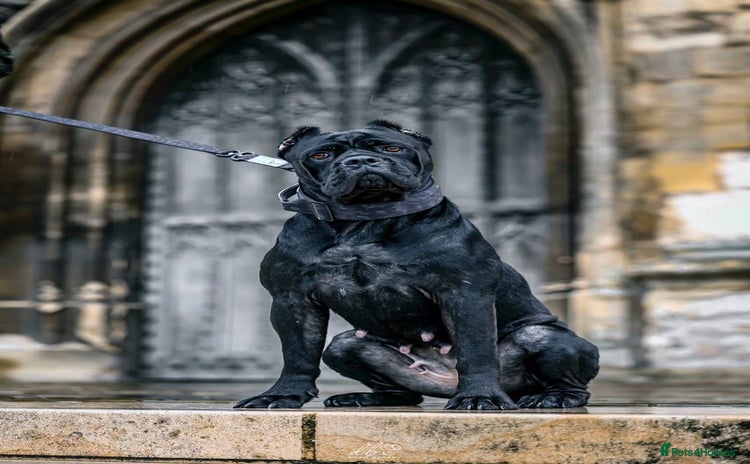 Cane Corso dogs - Advert 3