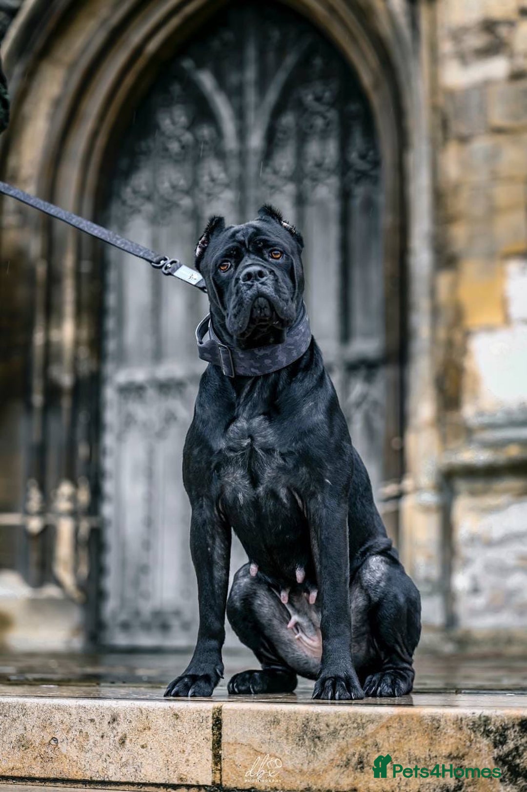 Cane Corso dogs for sale: Cane Corso Puppies - 4 Females & 1 Male, Ready Now - Image 2