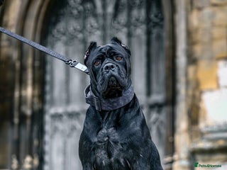 Cane Corso dogs - Advert 13