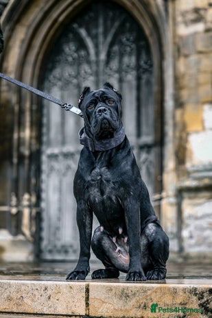 Cane Corso dogs - Advert 4