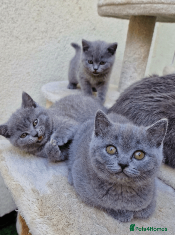 British Shorthair cats 3 purebred Blue British Shorthair kittens girls  - Advert 2