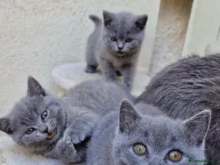 British Shorthair cats 3 purebred Blue British Shorthair kittens girls - Advert 6