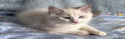 Ragdoll cats for sale: Beautiful Tica Register Kittens Ragdoll - Advert 20