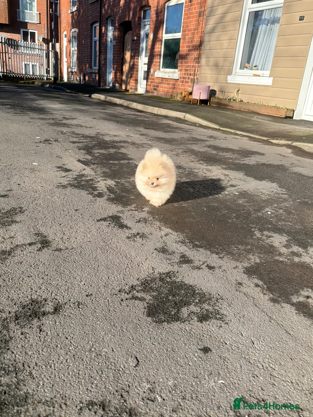 Pomeranian dogs for sale: Beautiful Purebred Pomeranian Puppies - Advert 22