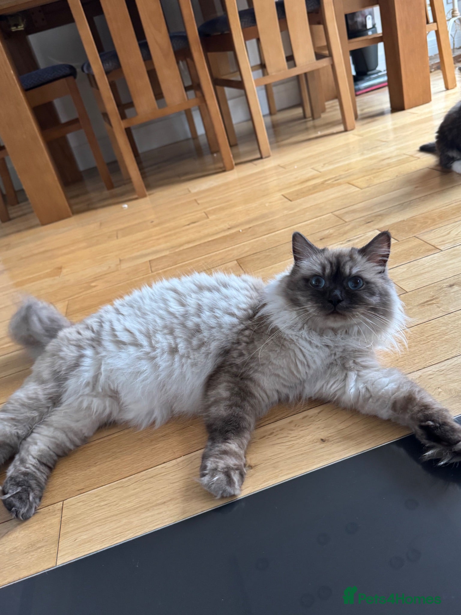 Ragdoll cats Mix breed kittens  - Advert 5