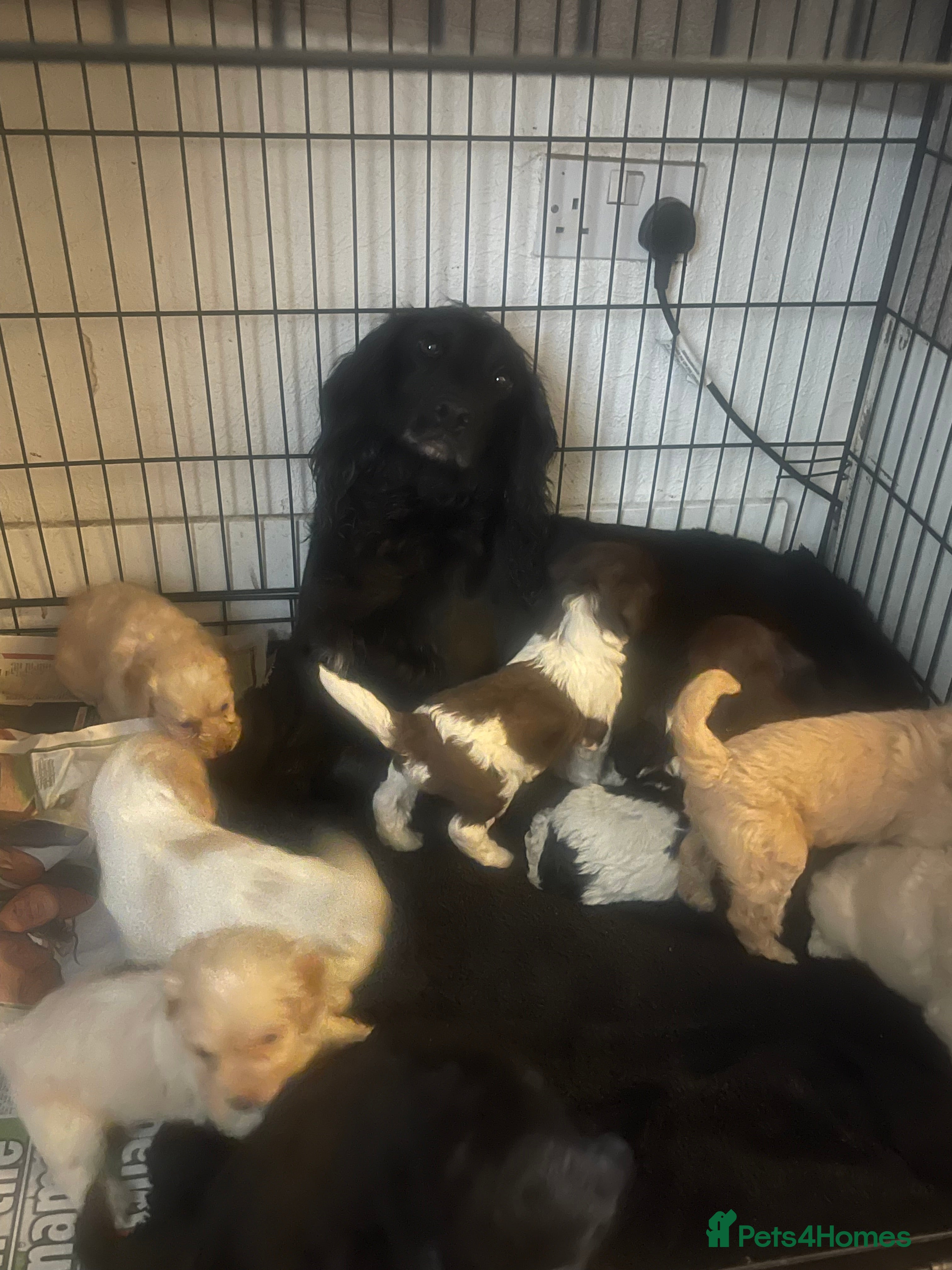 Cockapoo dogs Toy cockapoo puppies  - Advert 1