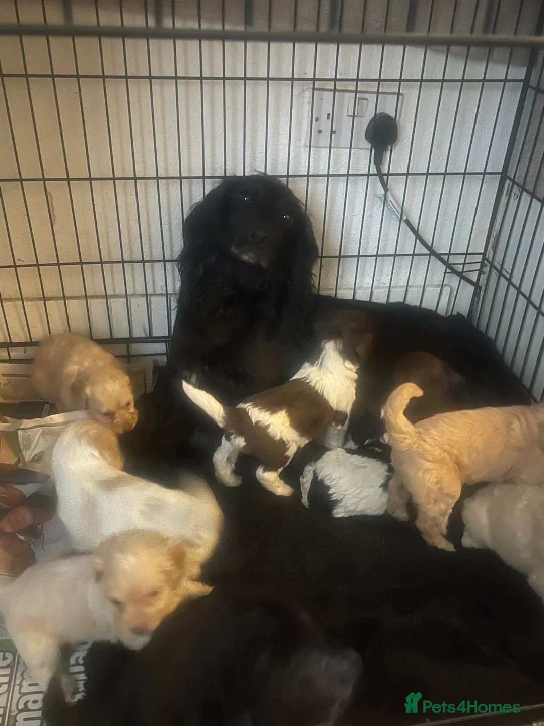 Cockapoo dogs for sale: Toy cockapoo puppies  - Advert 3